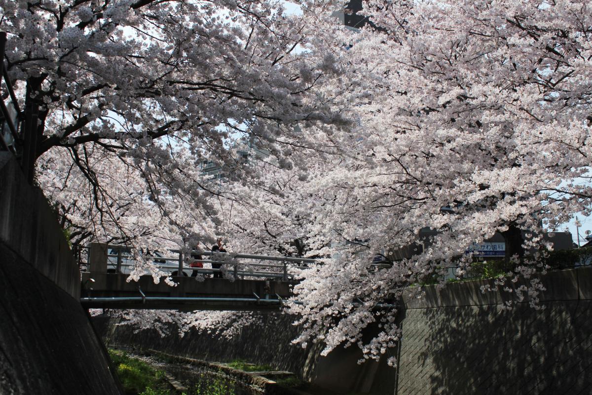 志井川の春