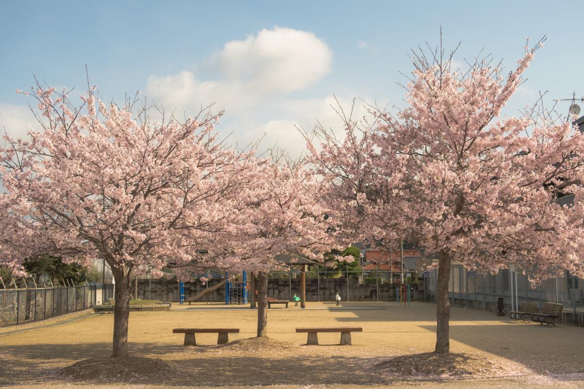 徳吉古川公園の桜