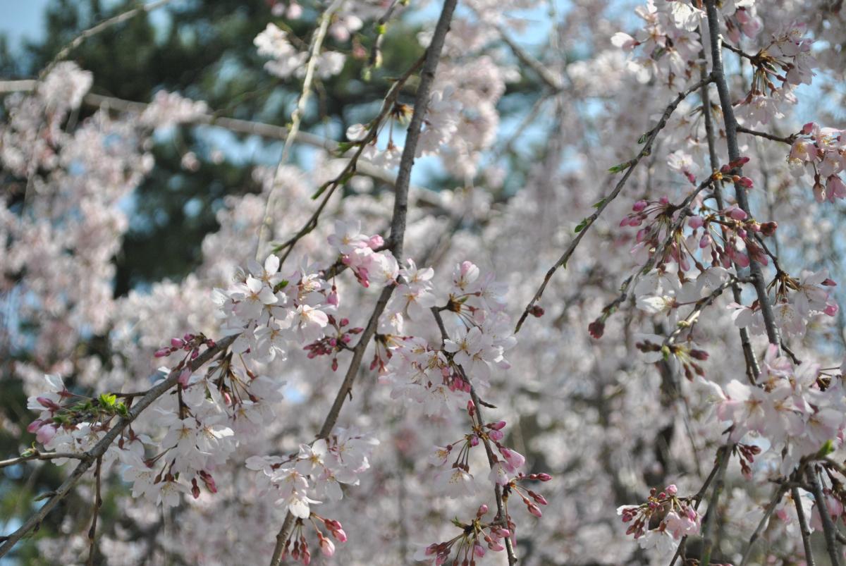 勝山公園の桜：枝垂桜（シダレザクラ）が満開です。