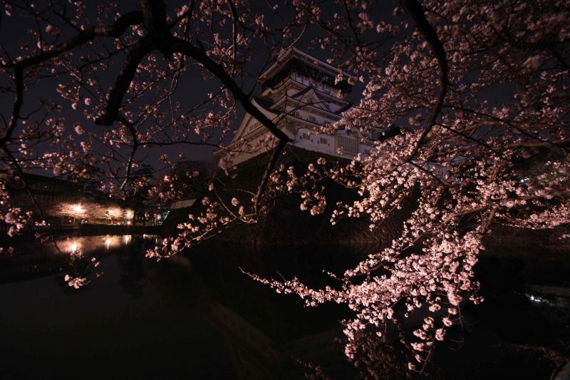 小倉城の夜桜