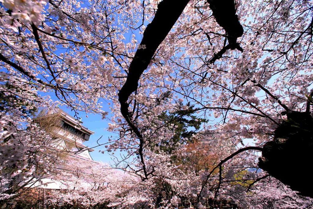 小倉城に咲く桜