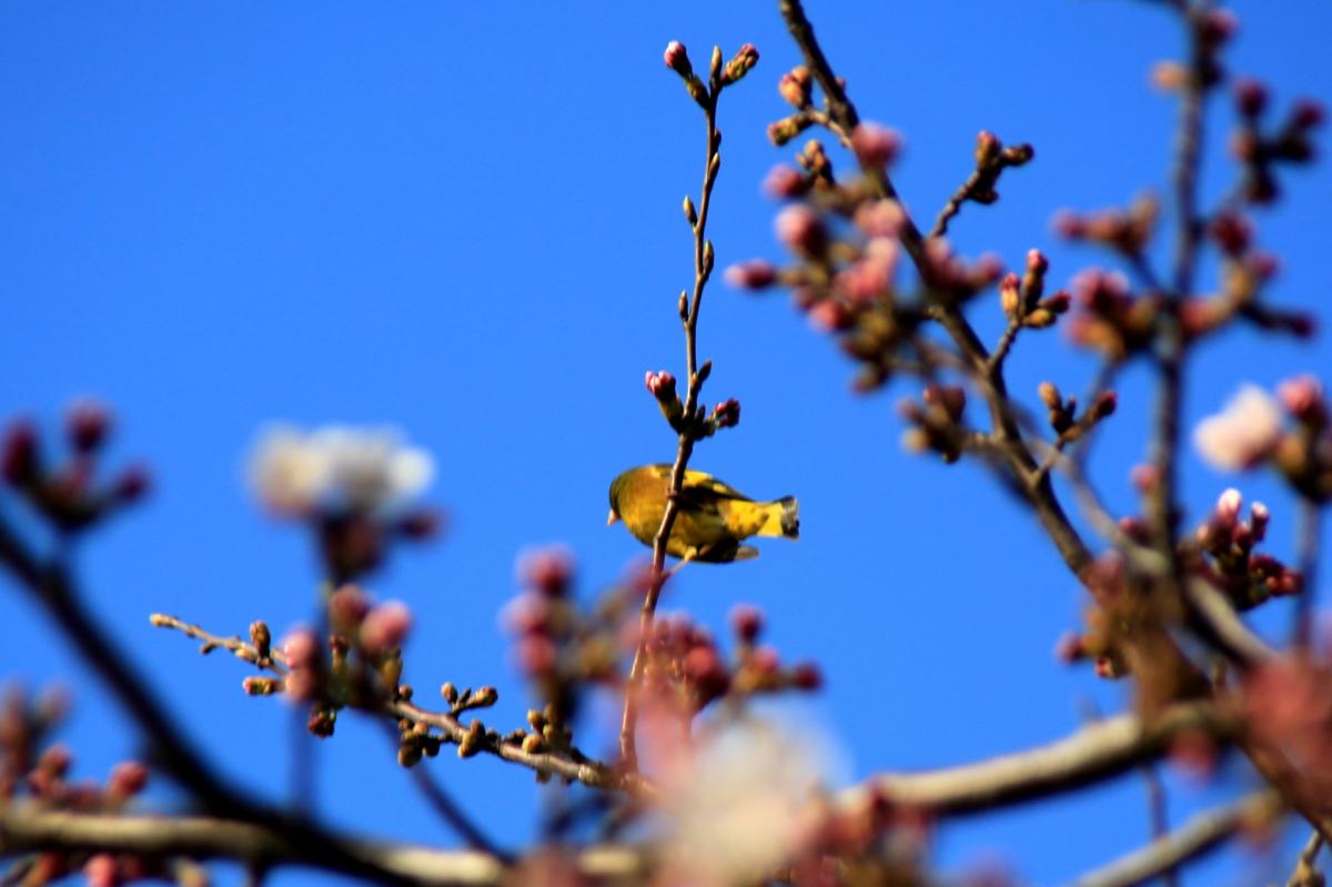 金山川の桜