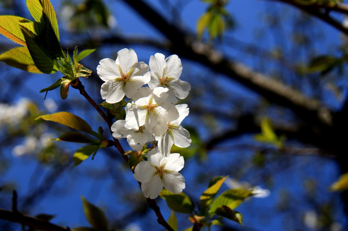 足立公園の桜