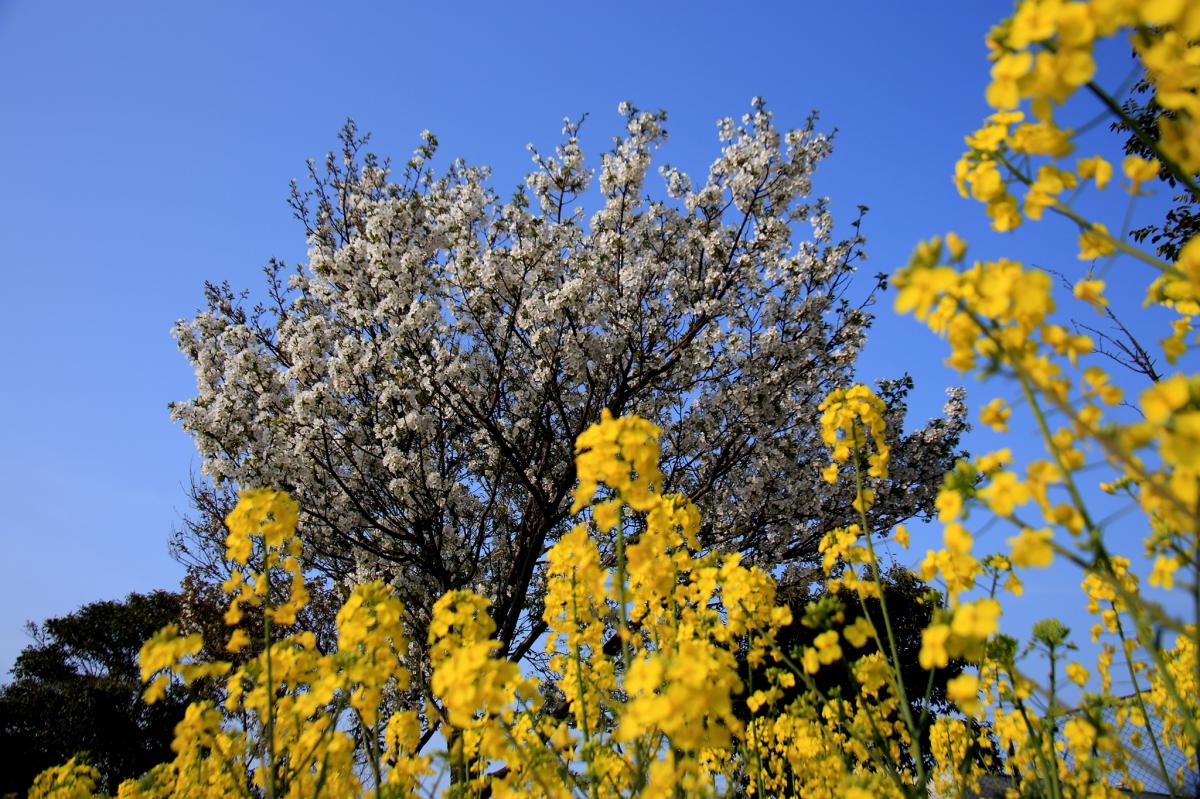 東田緑地の桜