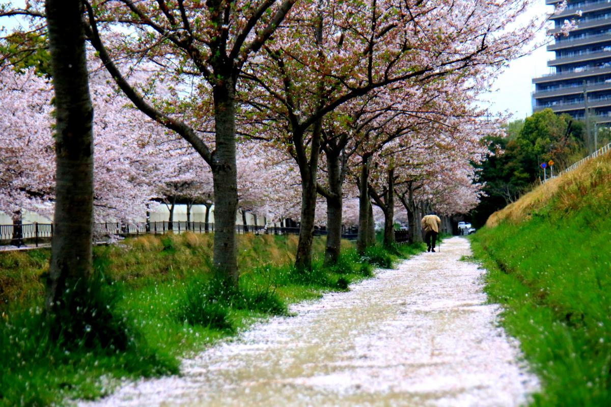 花散らし（志井川）