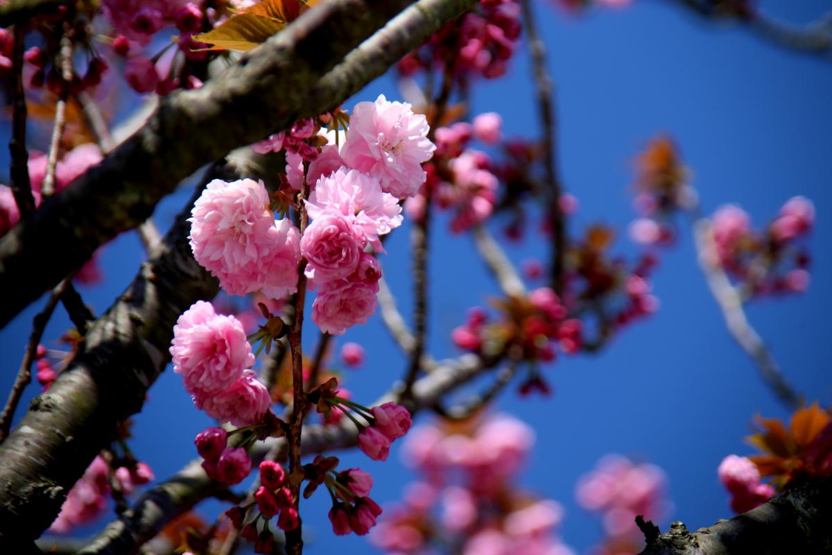 八重桜（グリーンパーク）