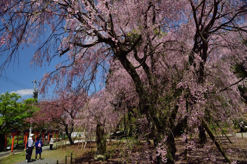 見納めの枝垂れ桜