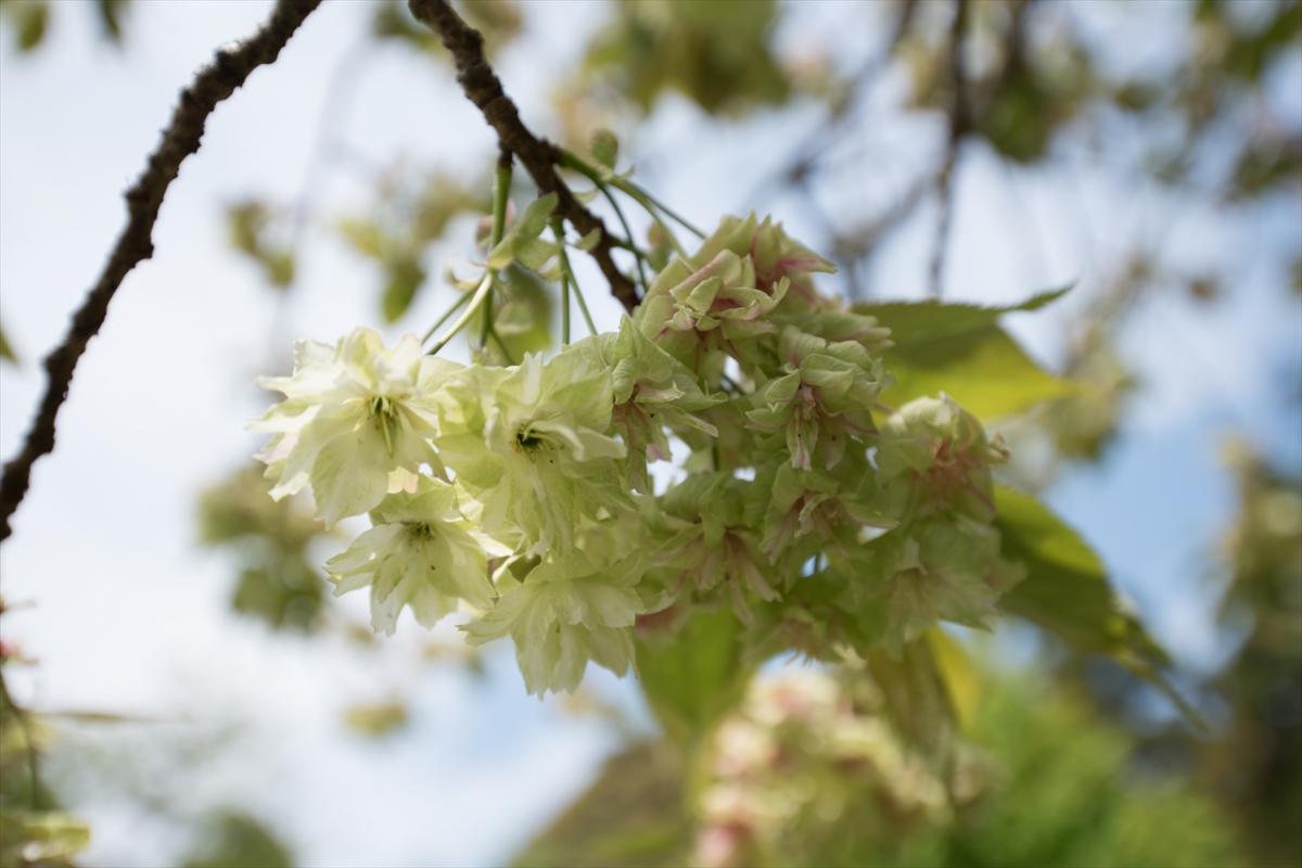 白野江植物公園