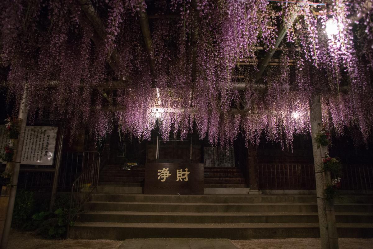 吉祥寺の藤真っ盛り