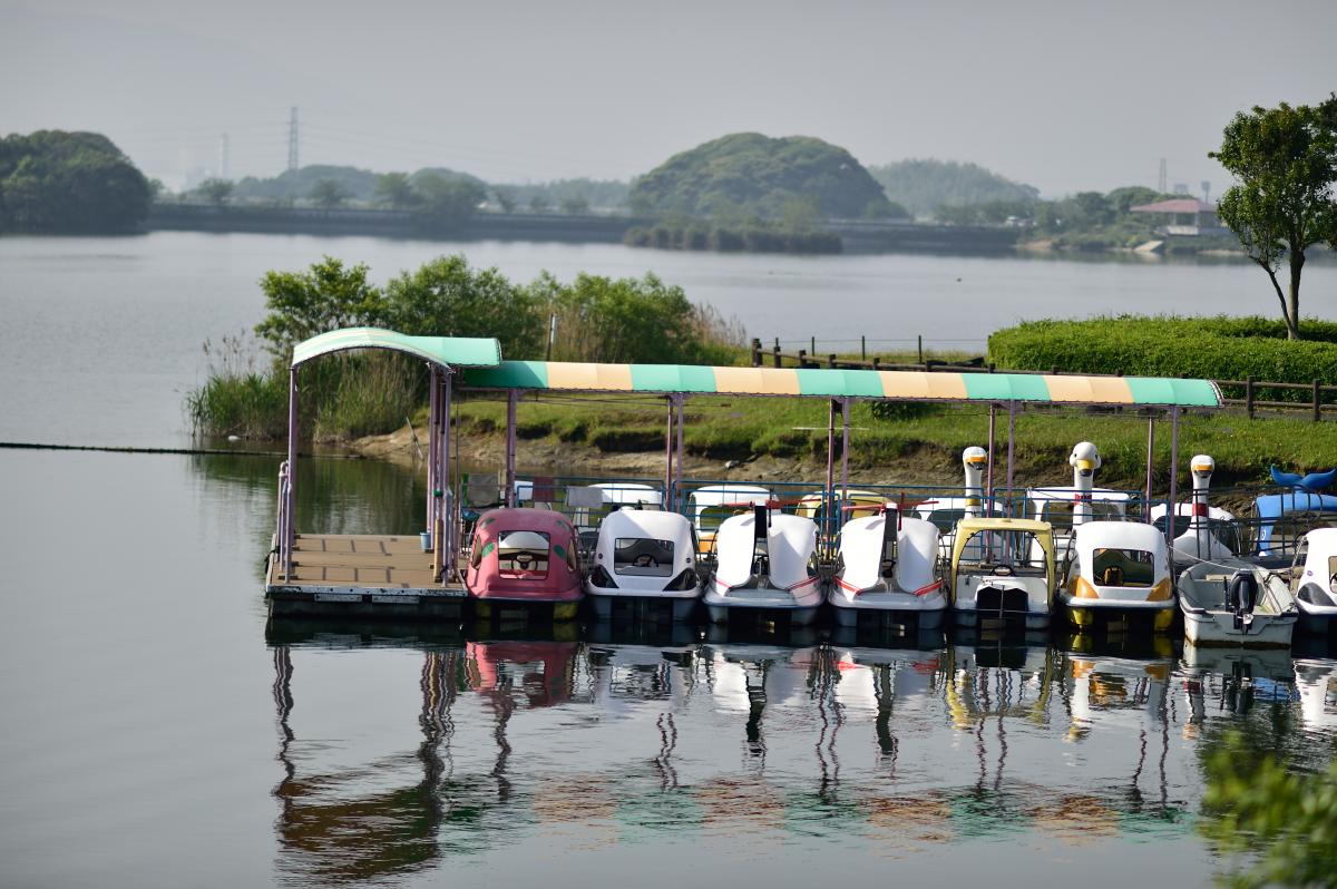 早朝のスワンボート