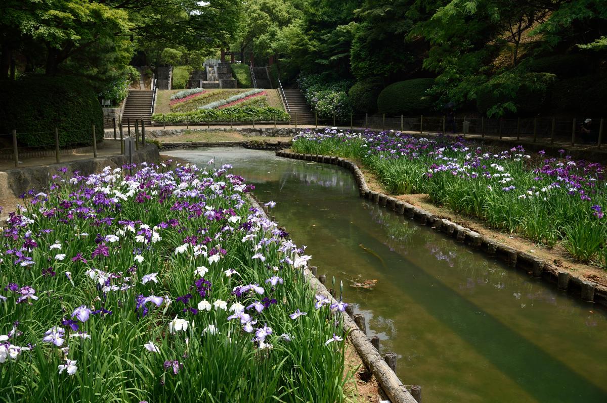 花菖蒲の季節がやって来た