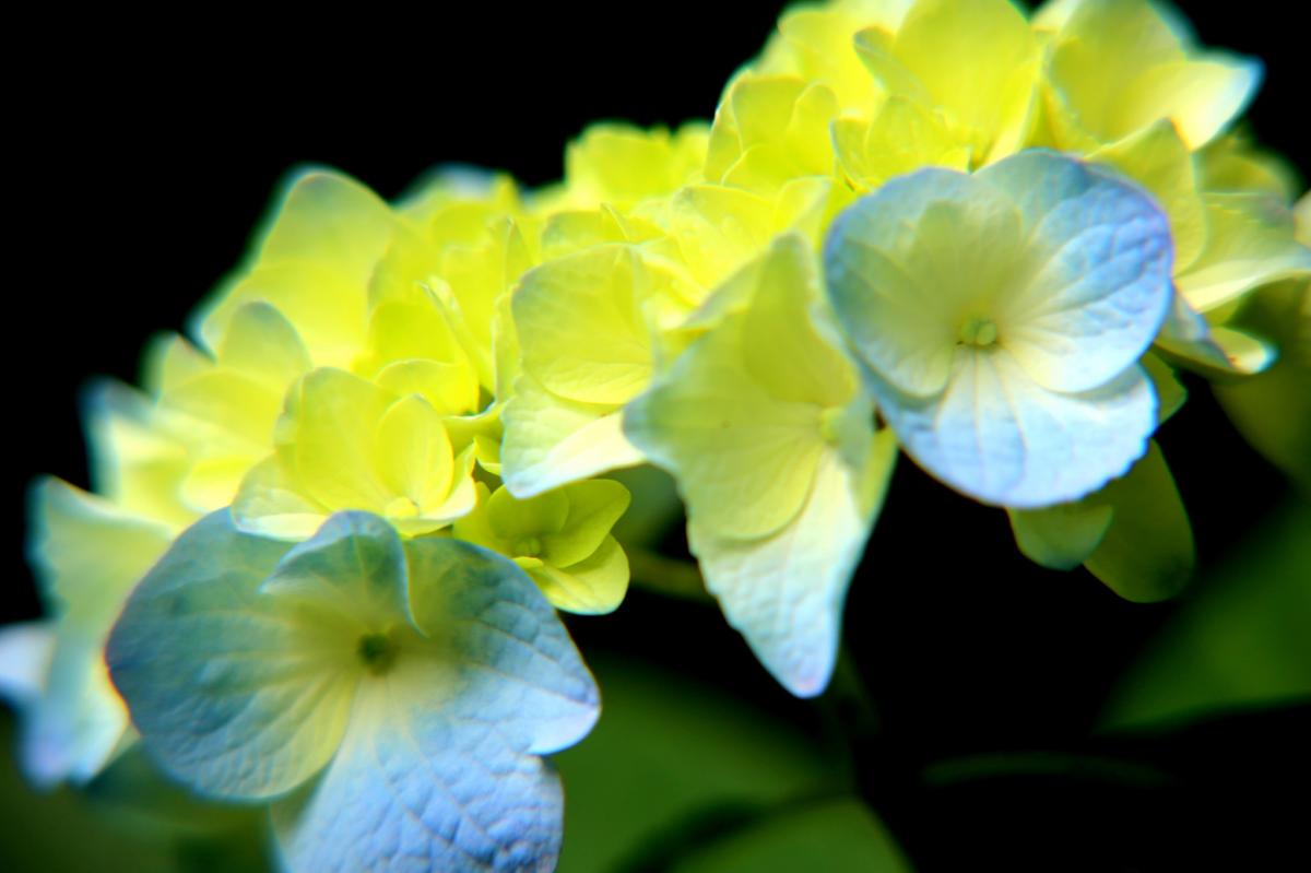 クローズアップ紫陽花