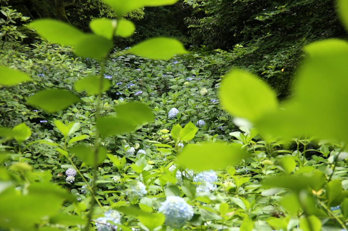 瀬板の森（紫陽花）