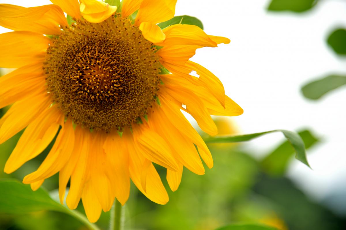 早咲きのヒマワリ達