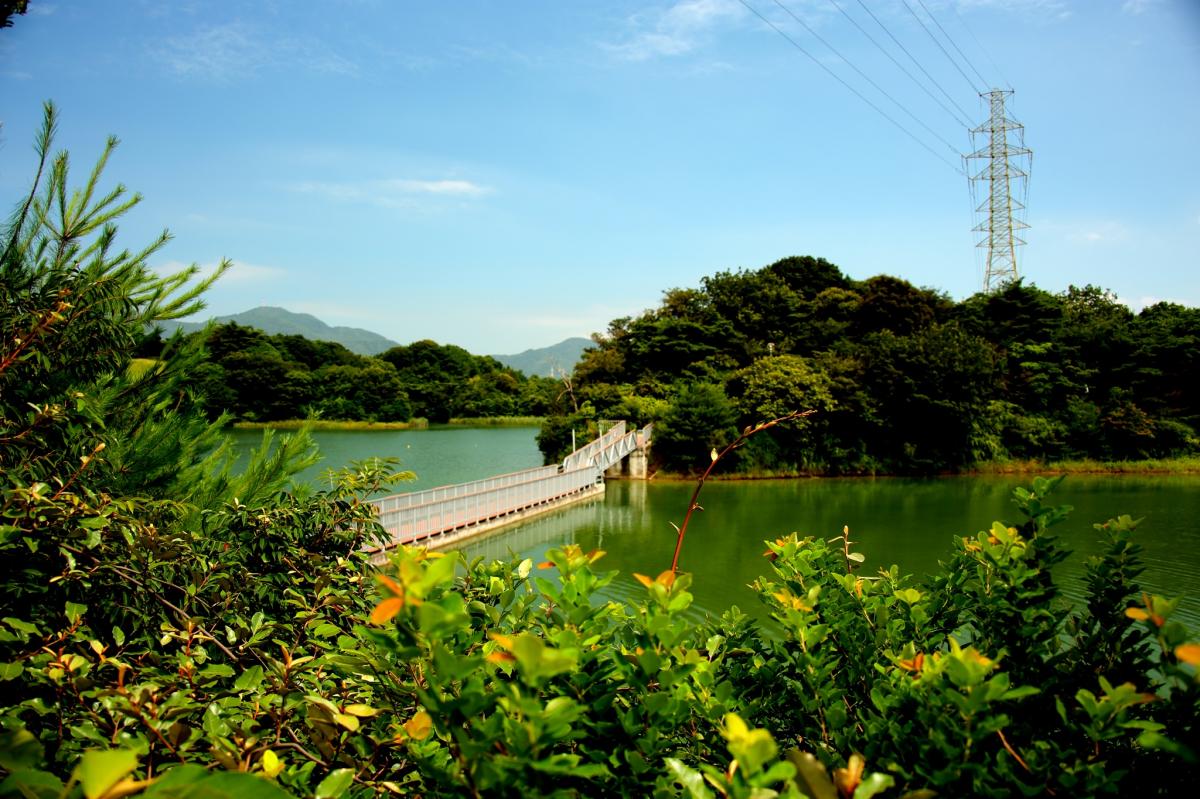 瀬板の森（夏）