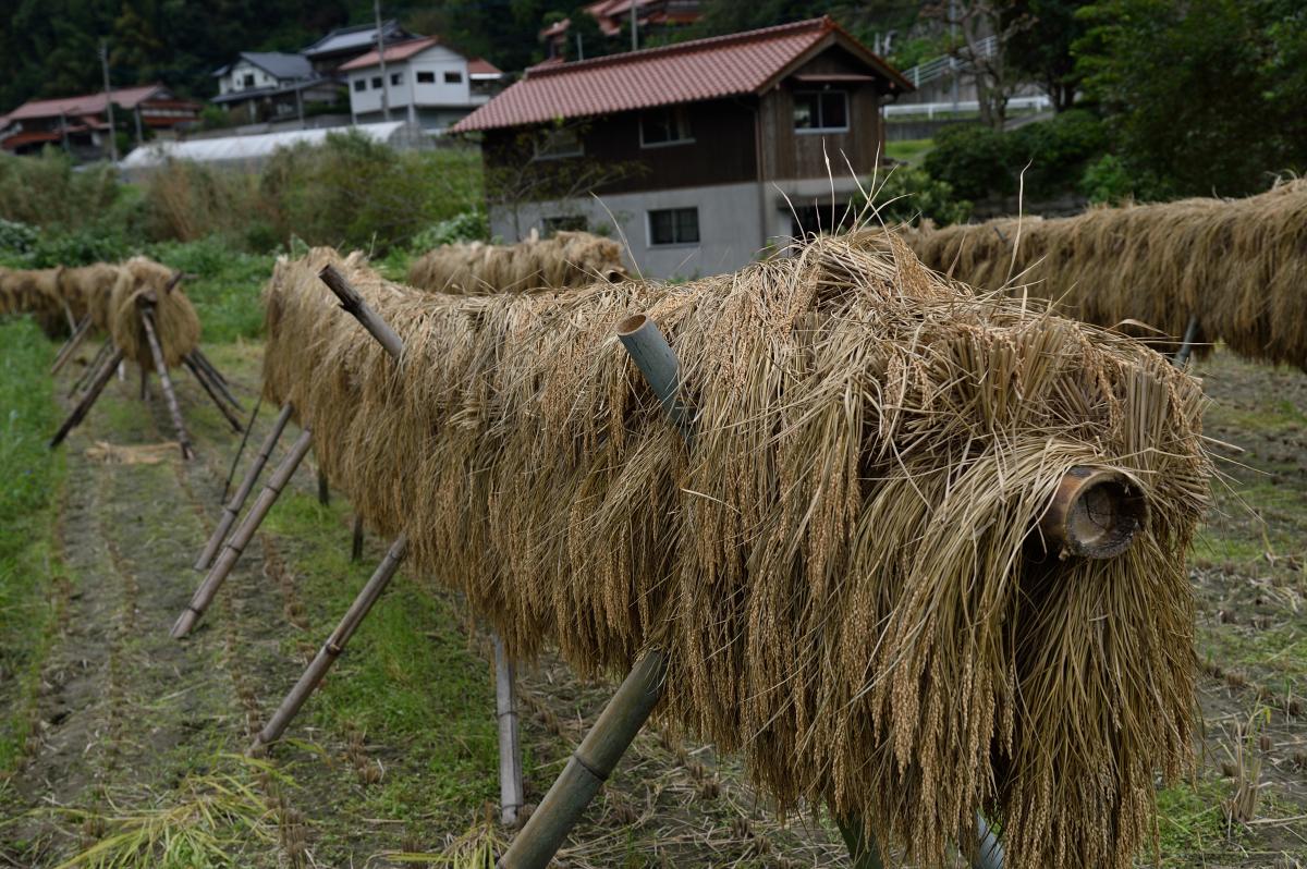 稲架掛けの天日干し風景