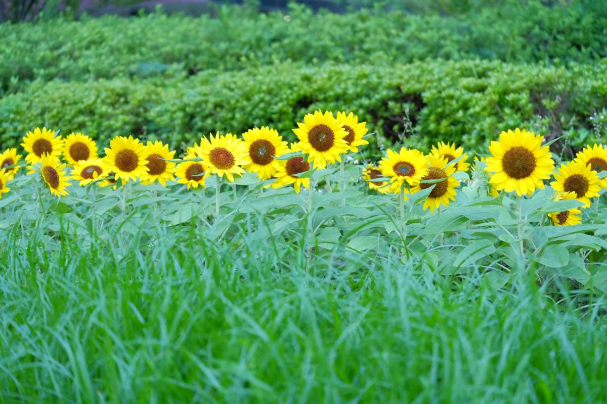 夏だった日