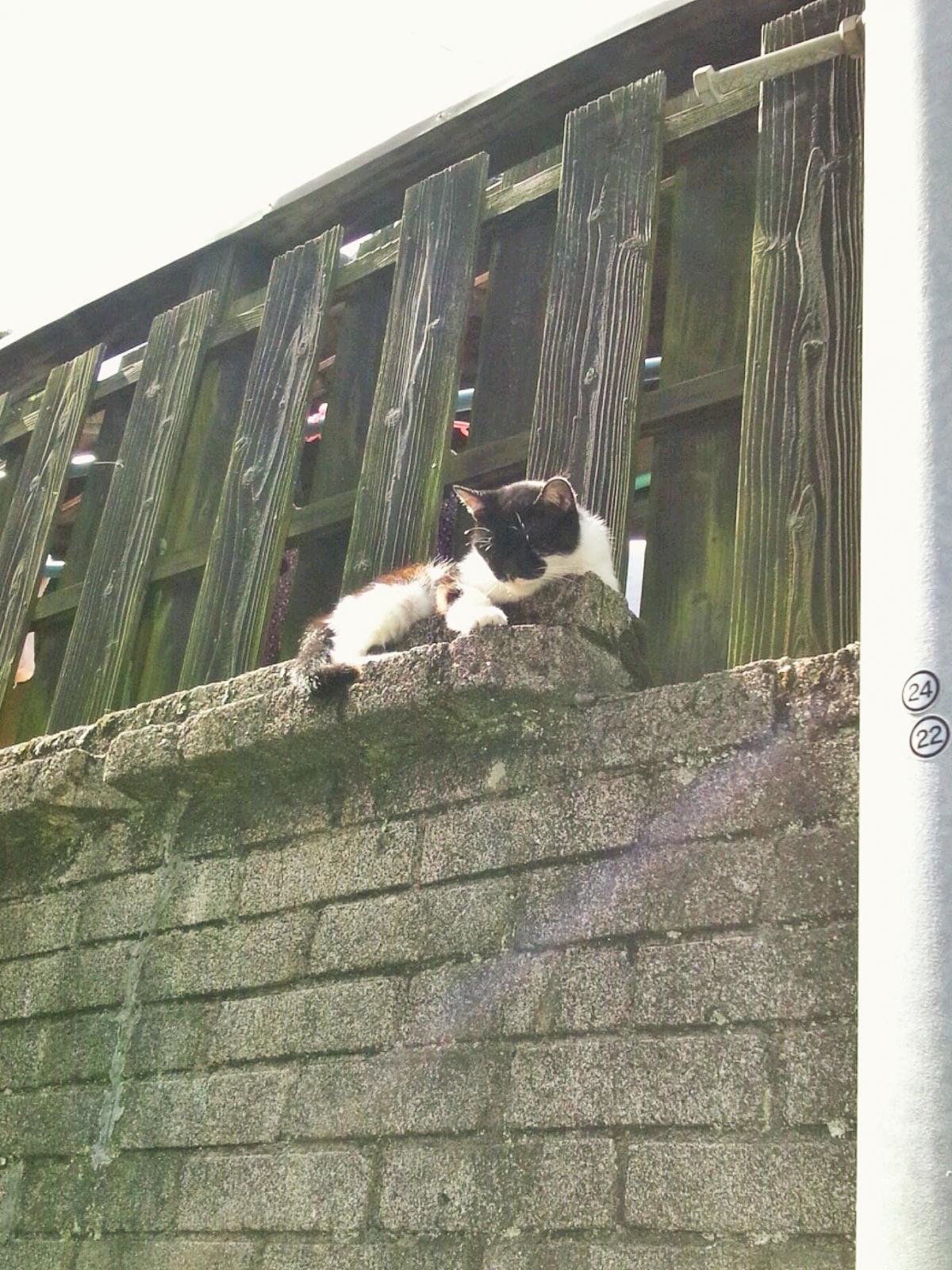 狛ねこ。