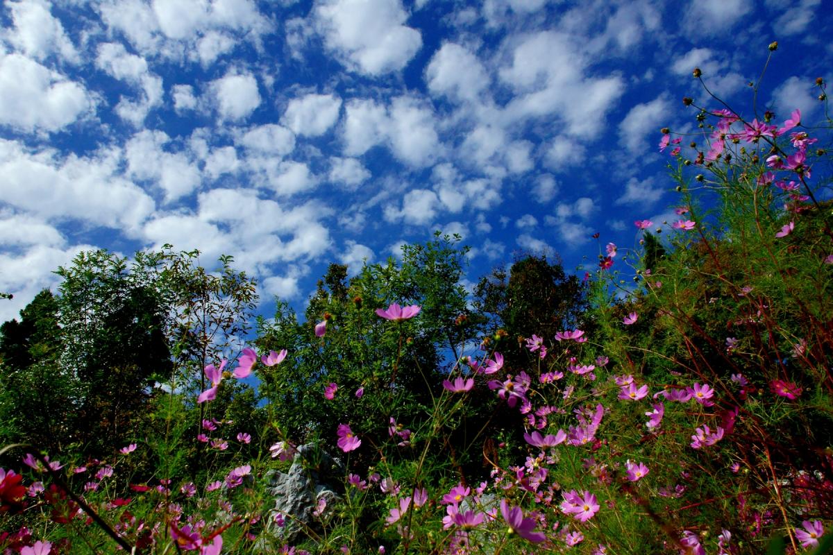 １０月の白野江植物園