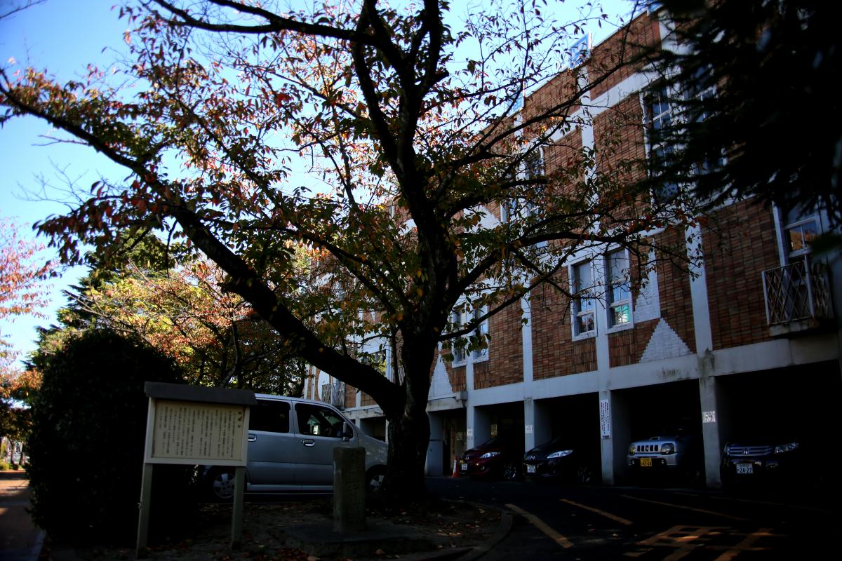 北九州市立八幡図書館