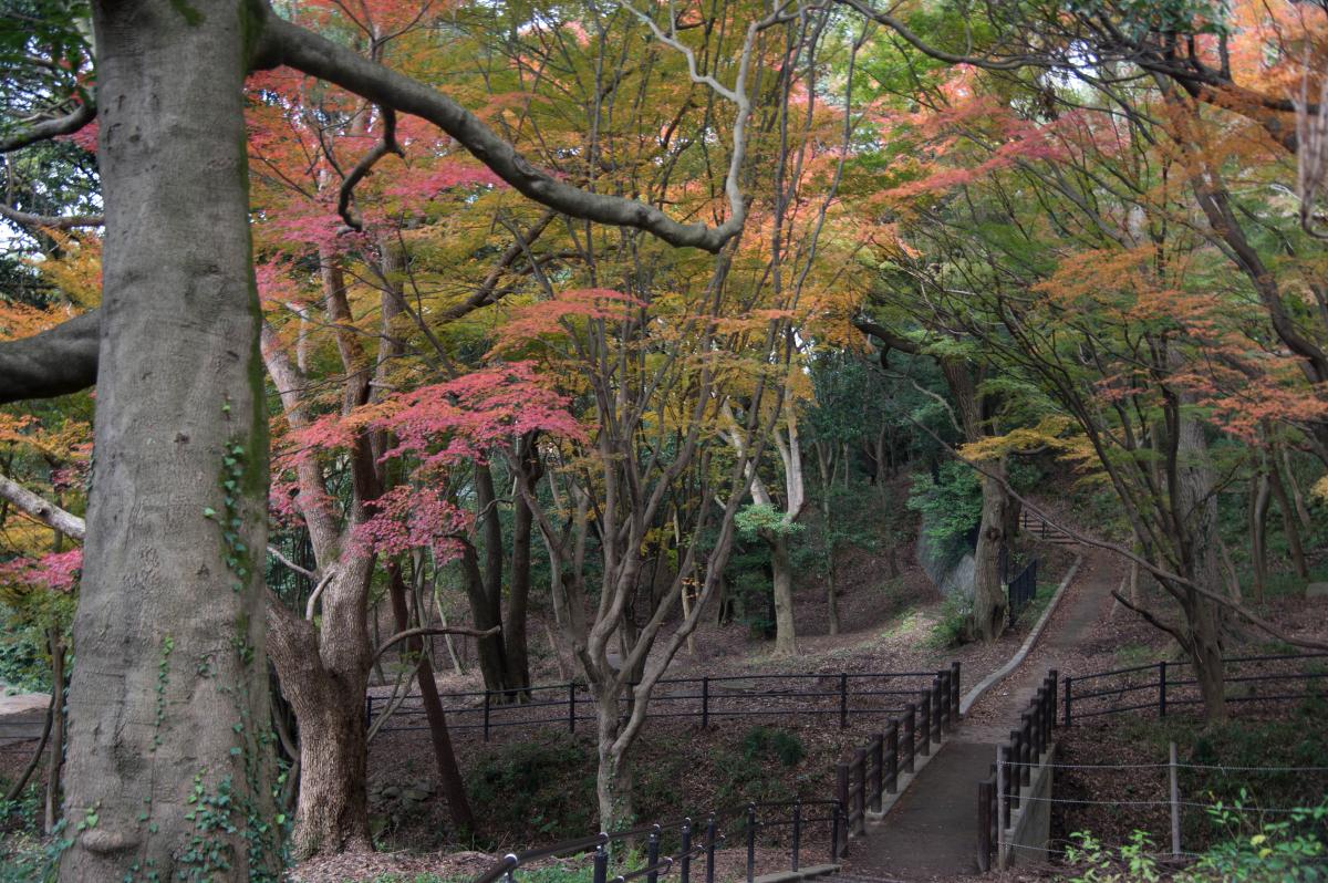 モミジ谷に秋が来た