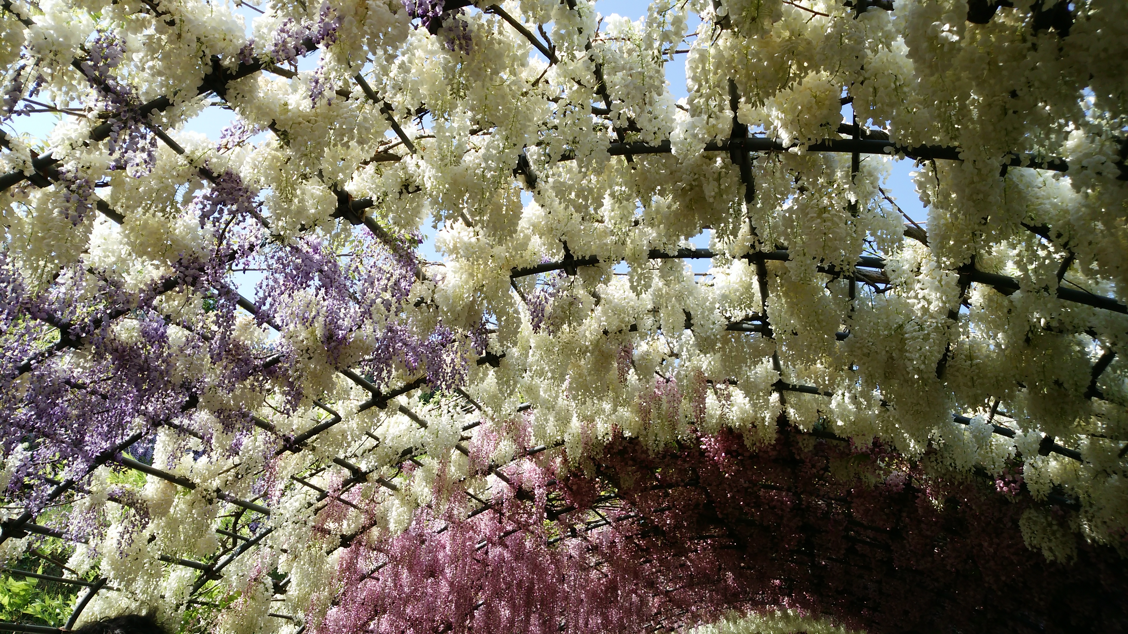 日本の最も美しい場所31選 河内藤園 常設展示室 北九州市 時と風の博物館
