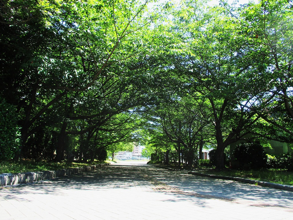 新緑と木漏れ日の小倉城内|常設展示室|北九州市 時と風の博物館