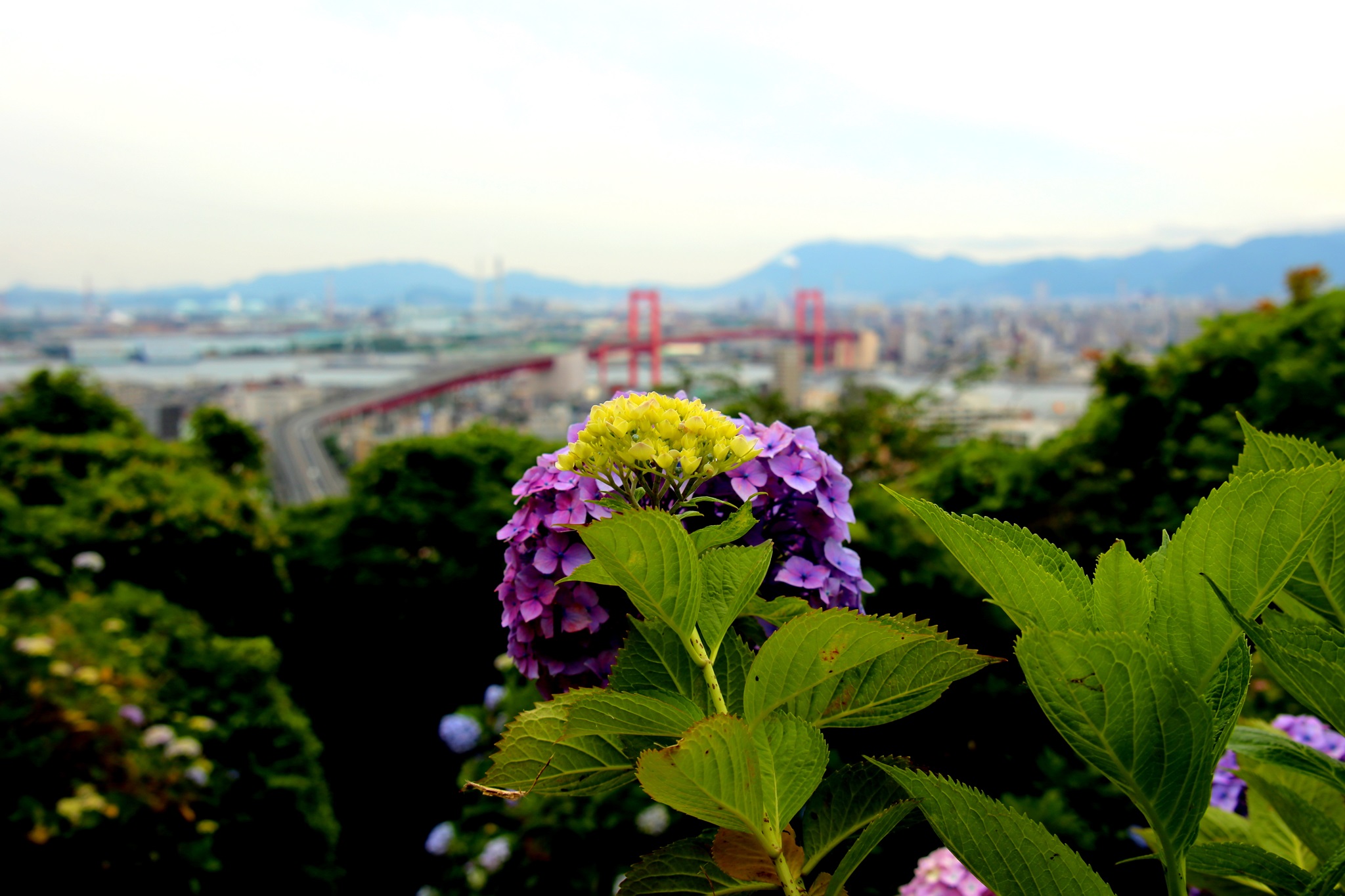 高塔山公園 紫陽花 常設展示室 北九州市 時と風の博物館