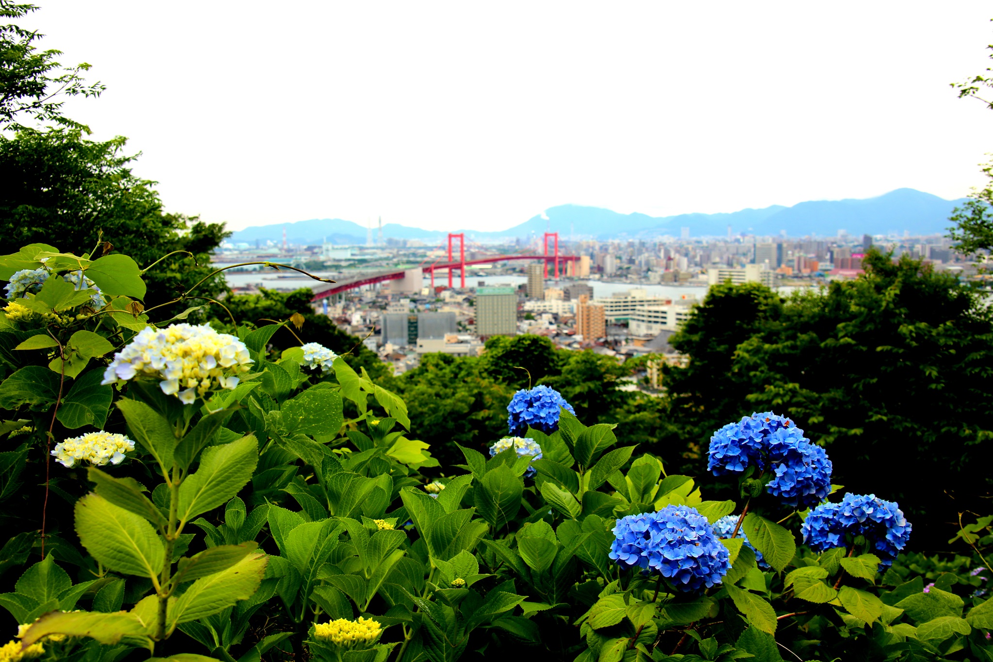 高塔山公園 紫陽花 常設展示室 北九州市 時と風の博物館