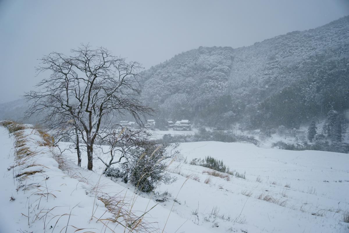 北九州の棚田に雪が降る