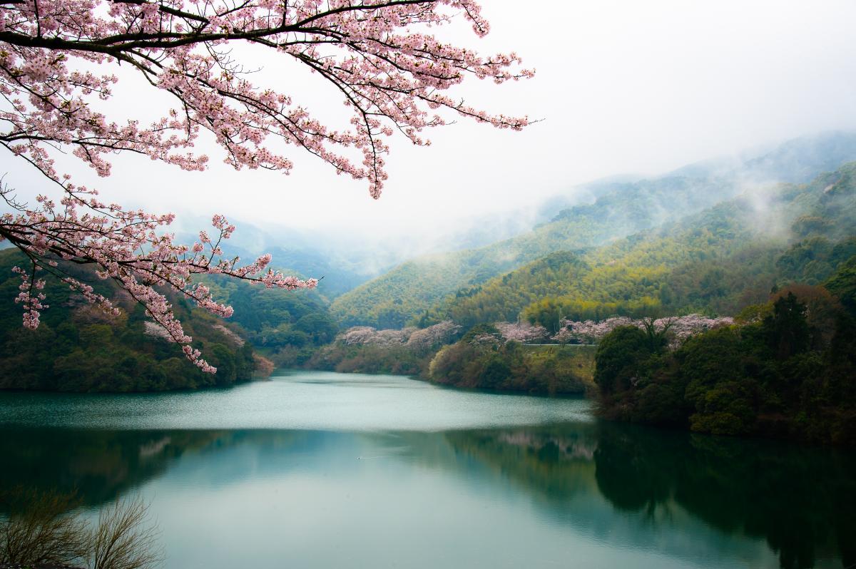 雨の昭和池