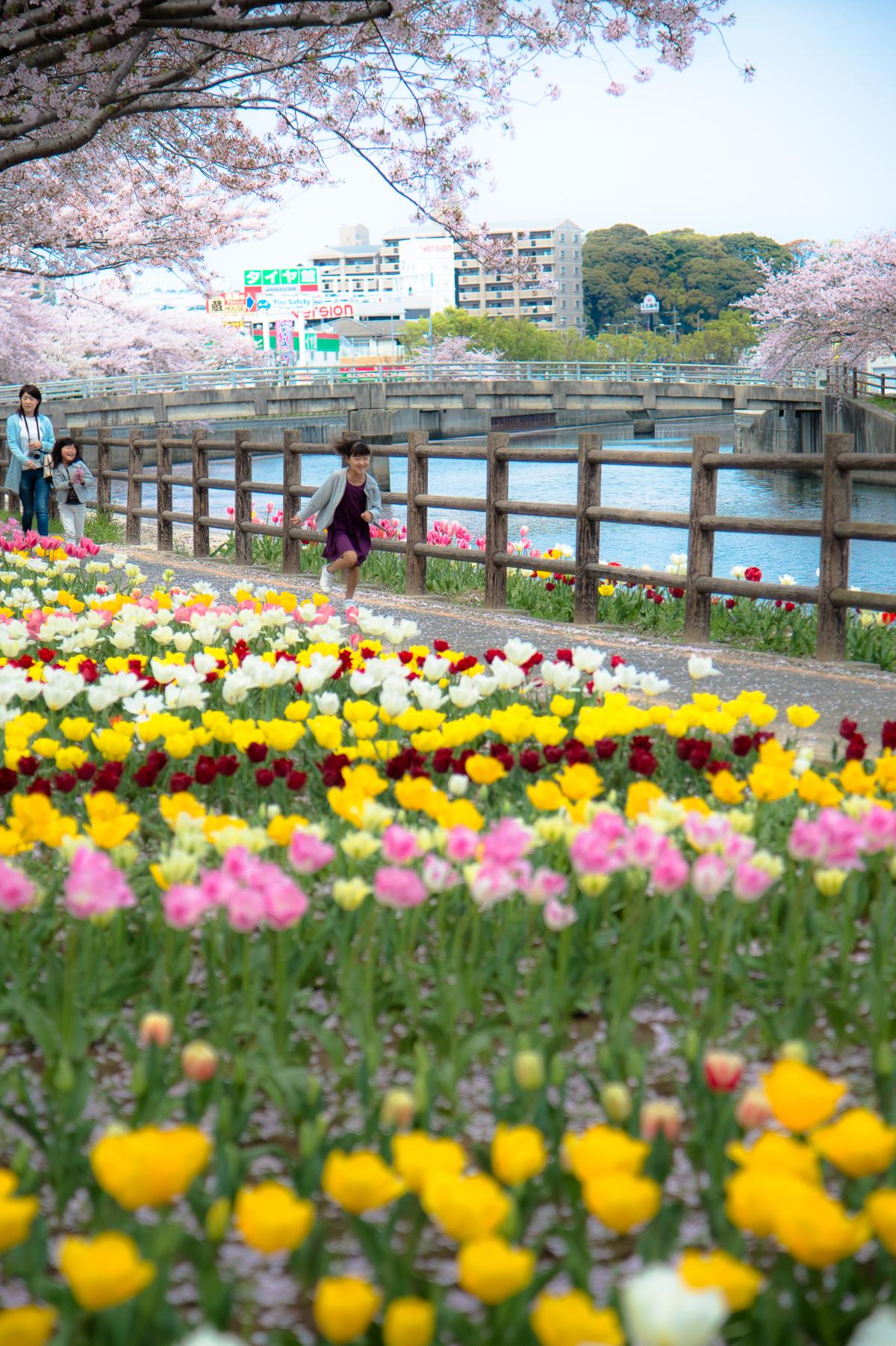 金山川公園の春