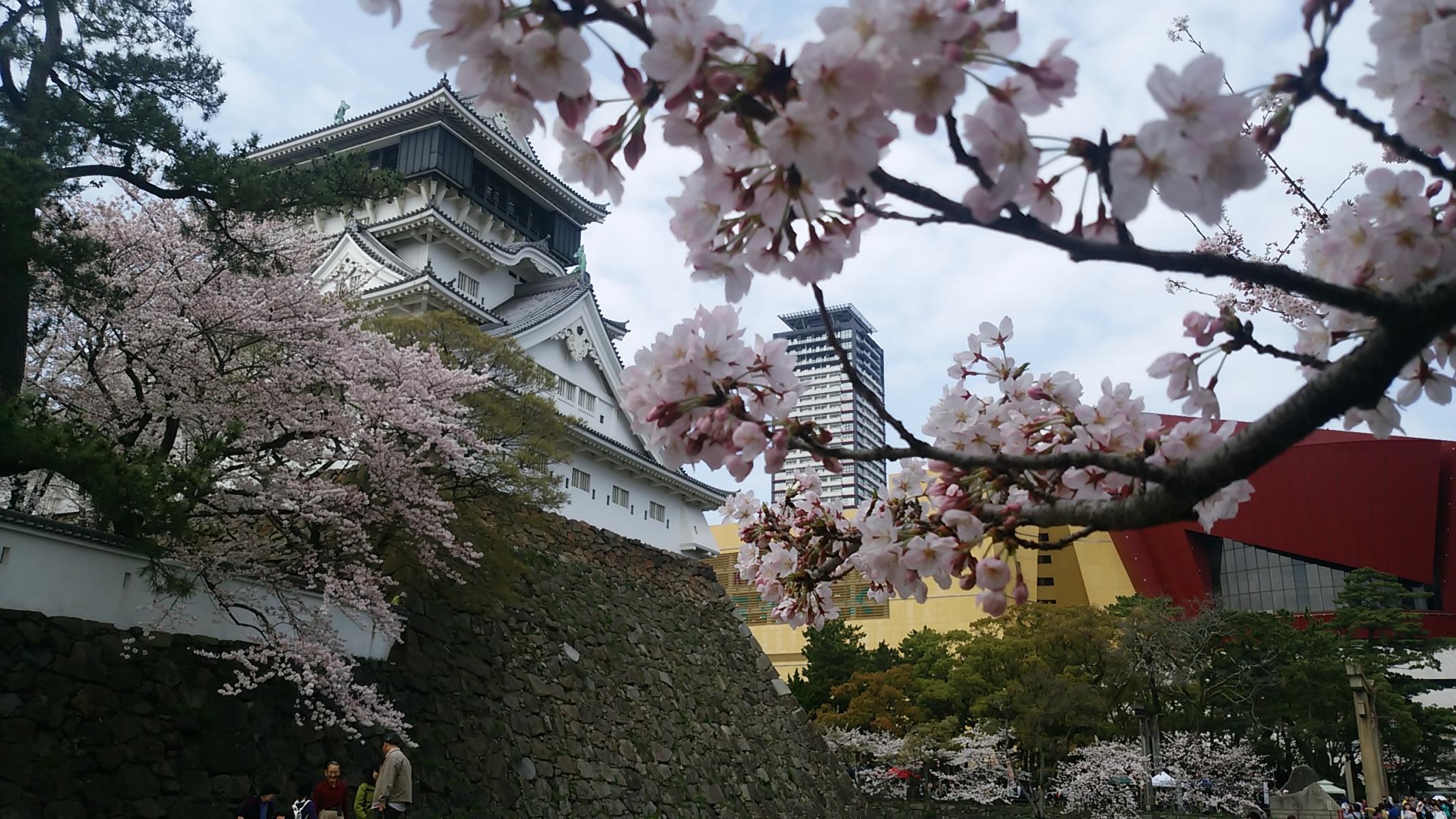 昼と夜の桜の小倉城