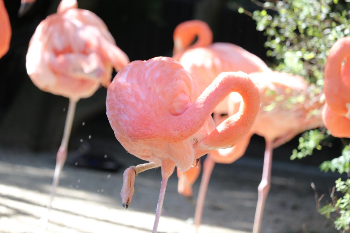 到津の森公園の動物たち