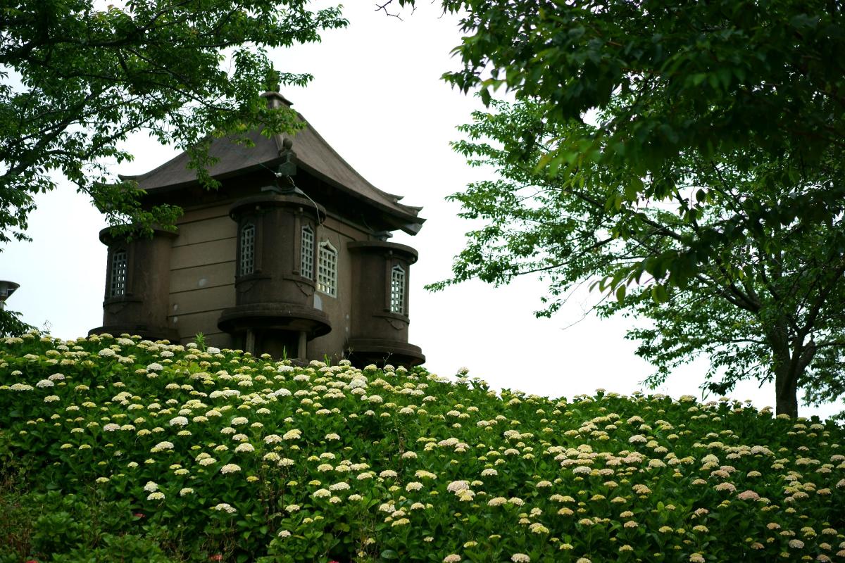 高塔山の紫陽花