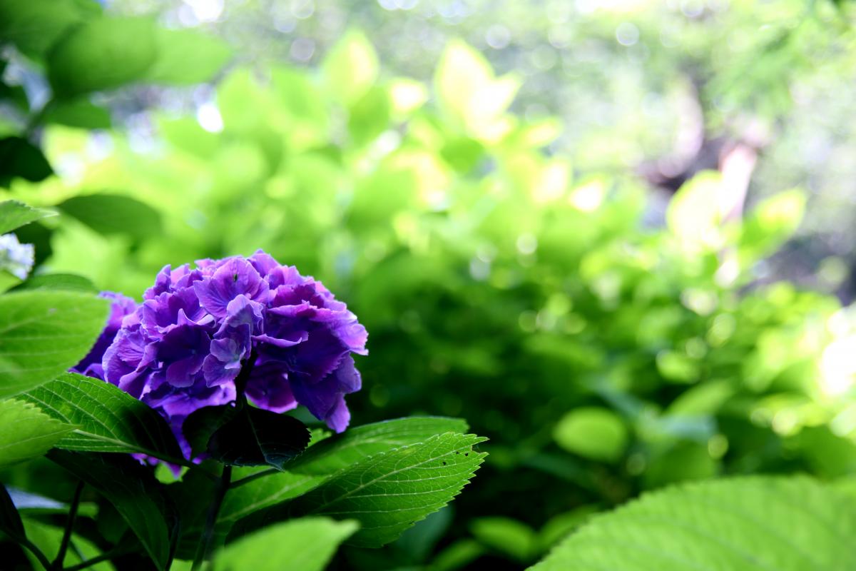 高塔山公園（あじさい祭り）