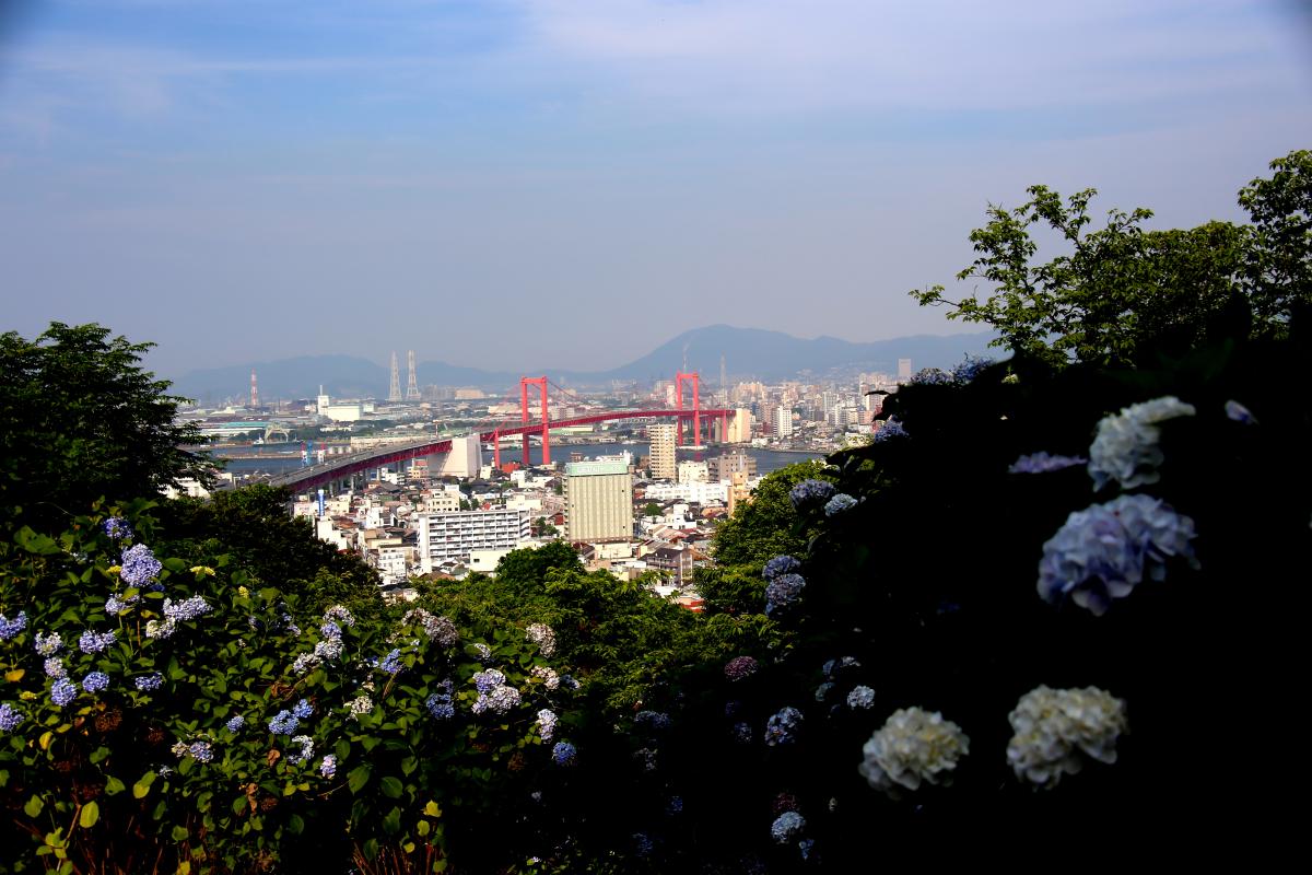 紫陽花と若戸大橋