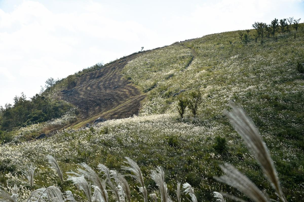 ススキ野の平尾台