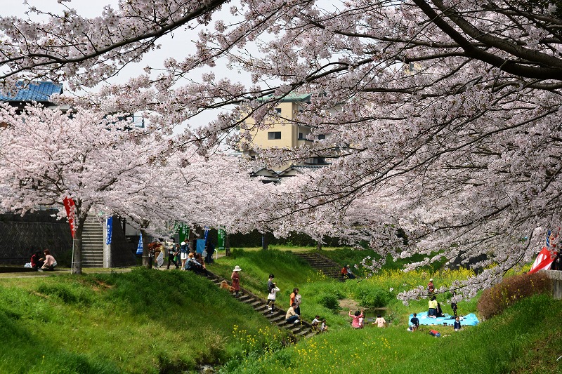志井川桜まつり 常設展示室 北九州市 時と風の博物館