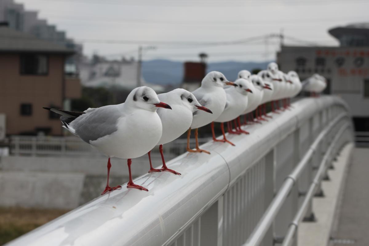 野鳥