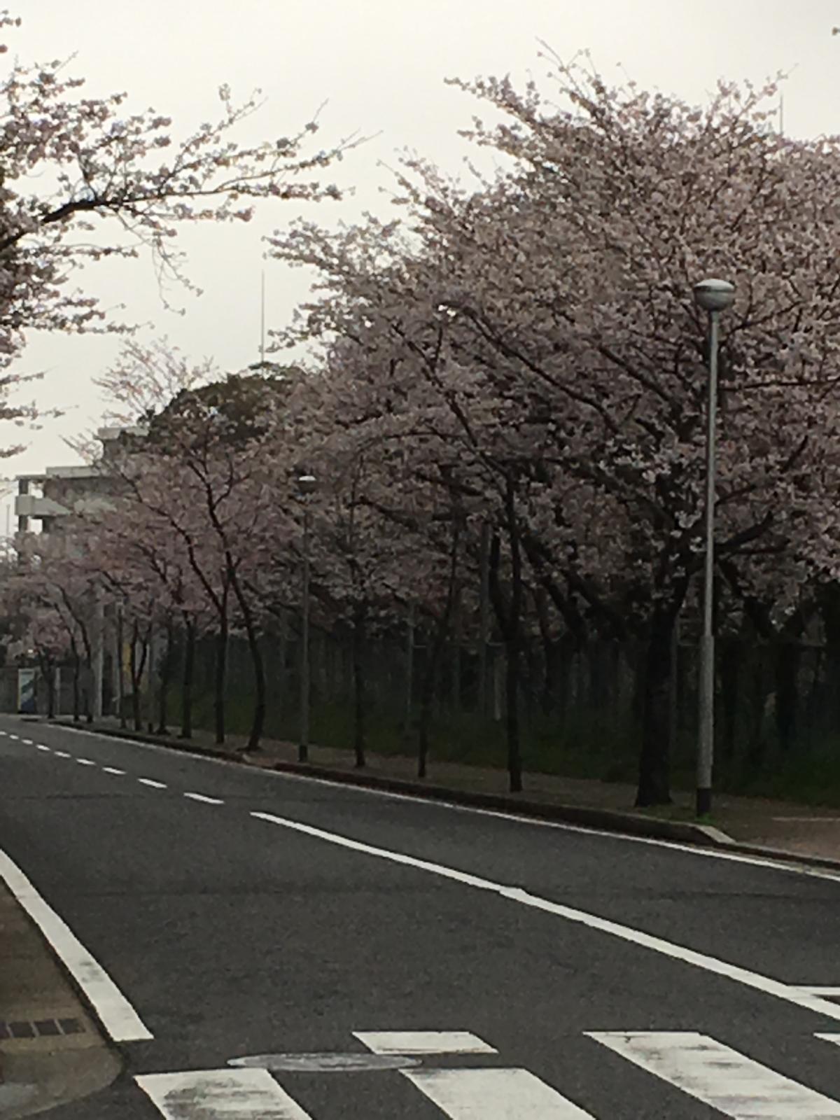 桜並木