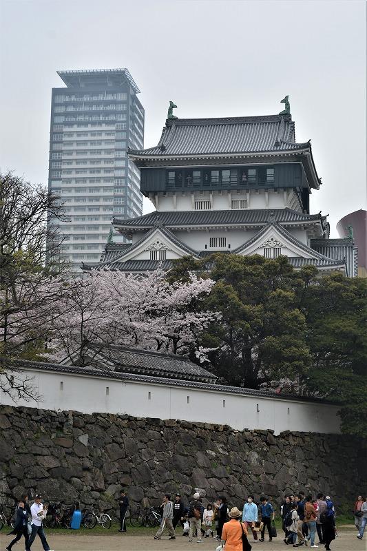 小倉城の桜満開！