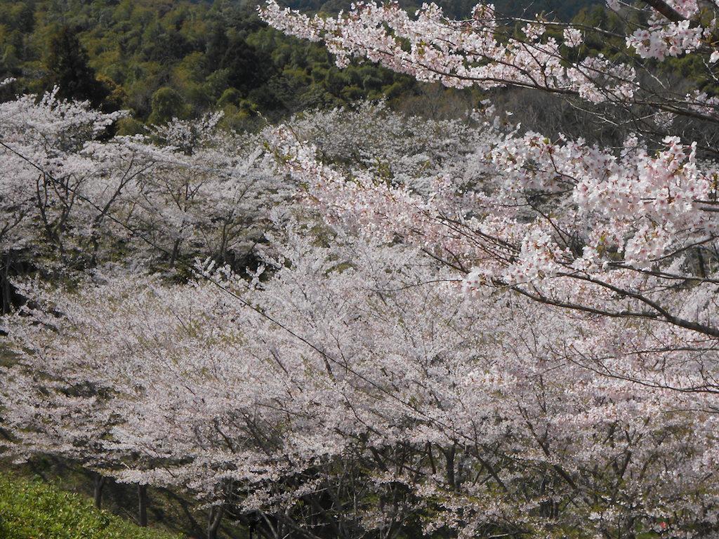 満濃池｜香川県