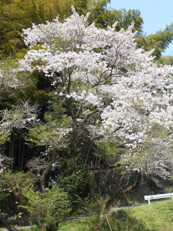 春・昭和池公園の桜満開