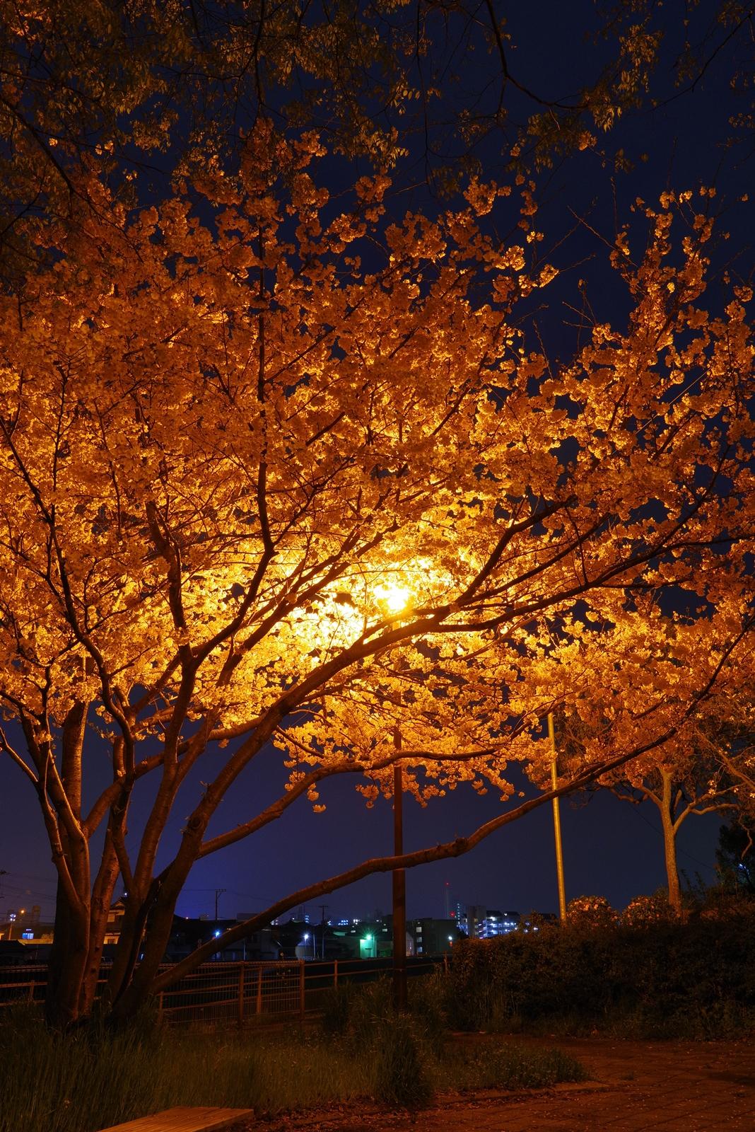 何気ない夜桜