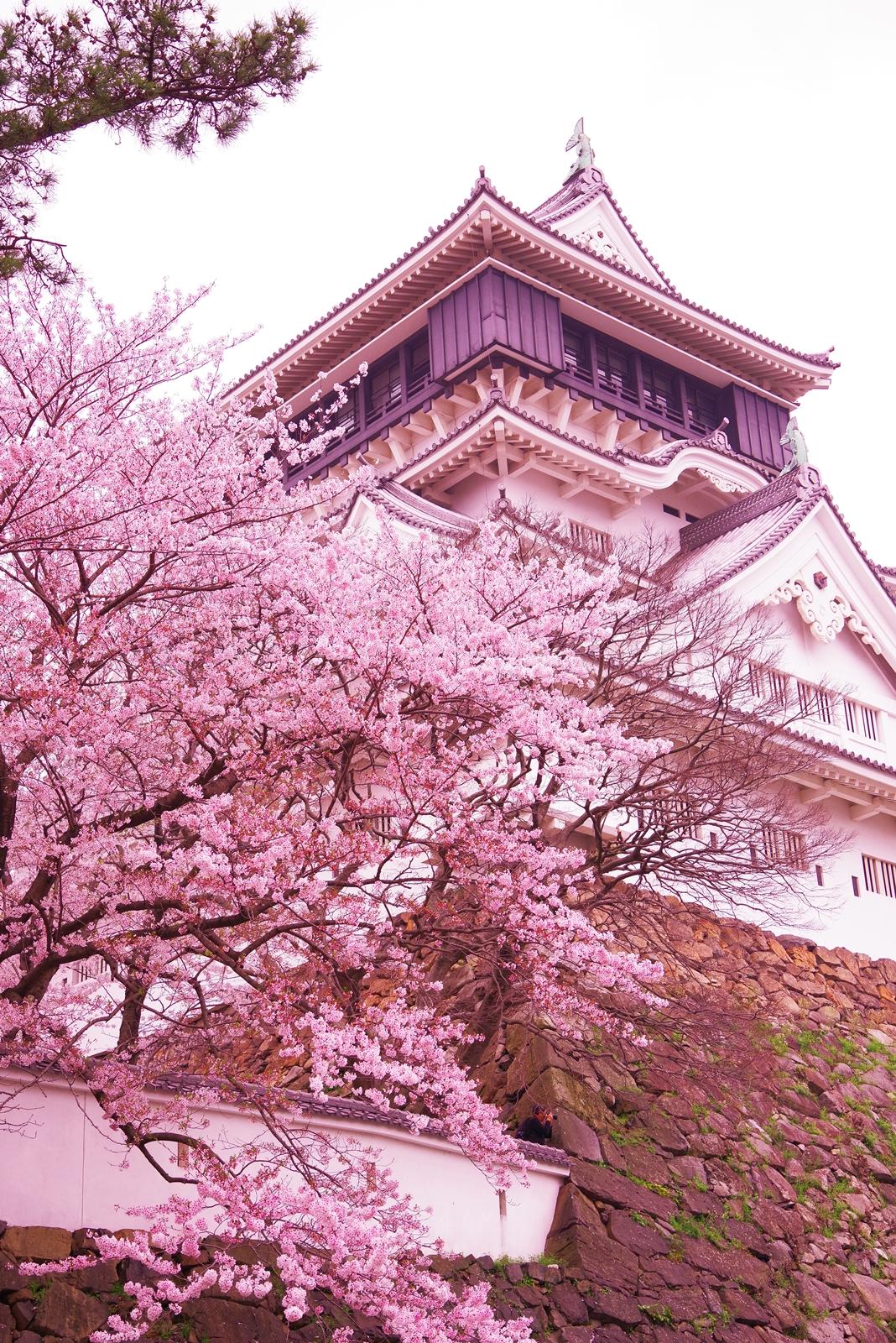 北九州市の桜 北九州市 時と風の博物館