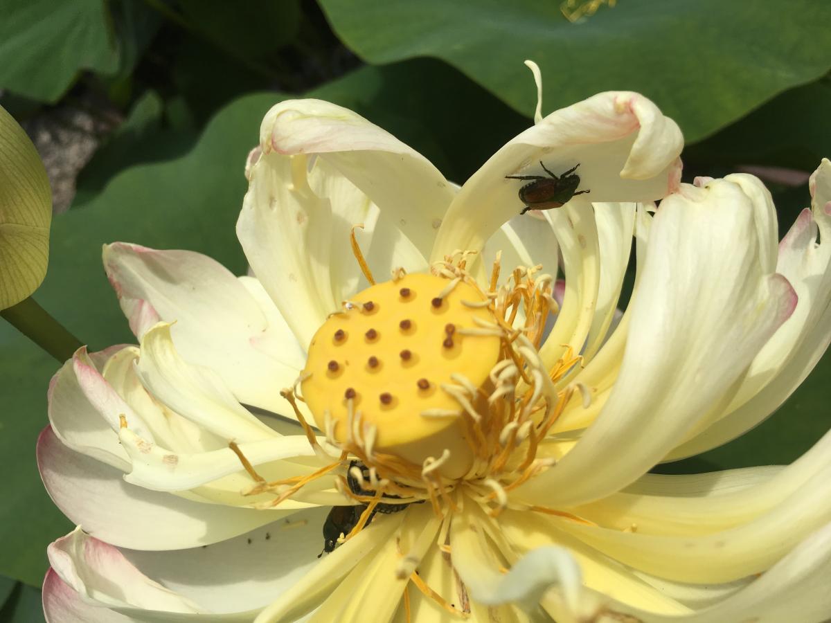 白野江植物公園