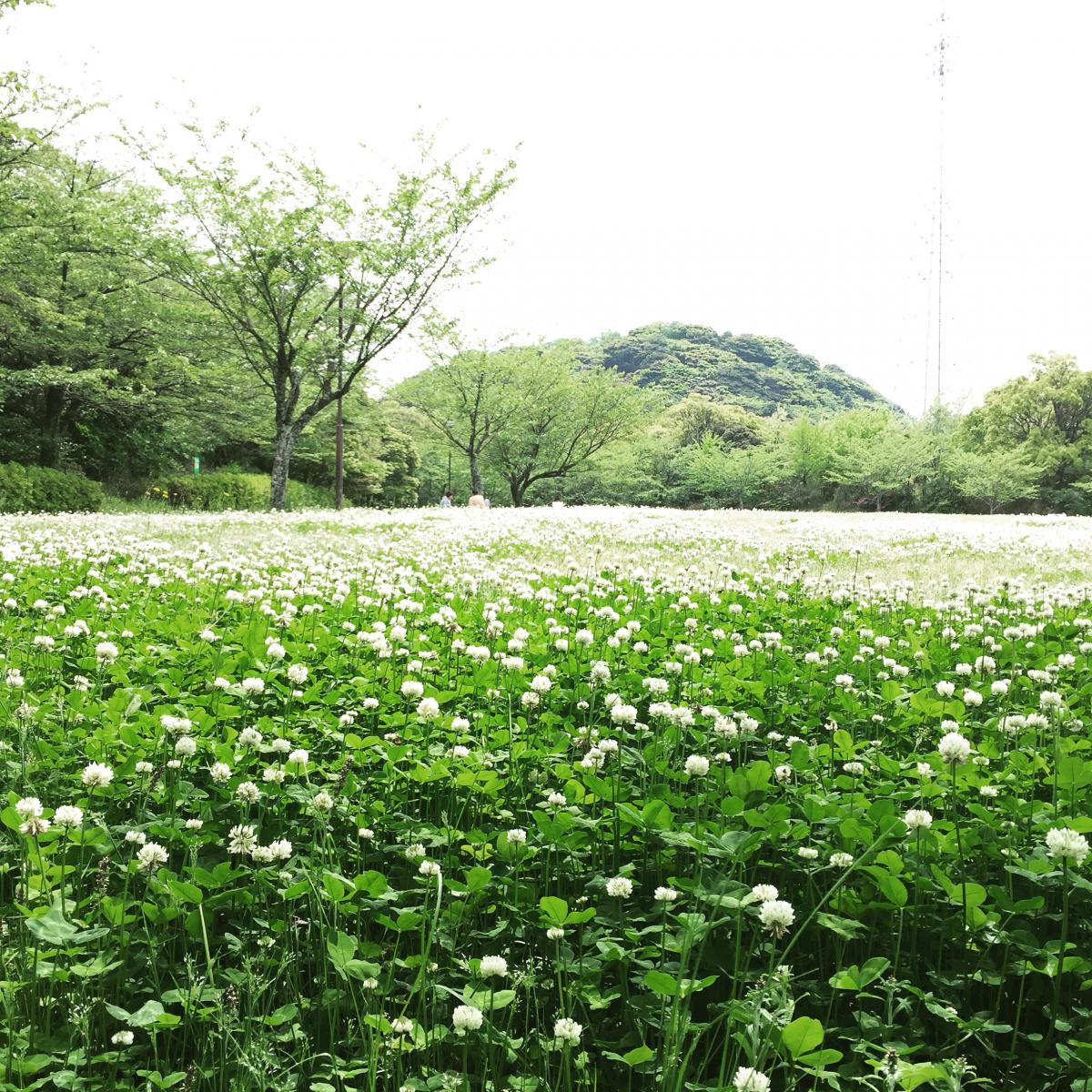 シロツメクサの野原