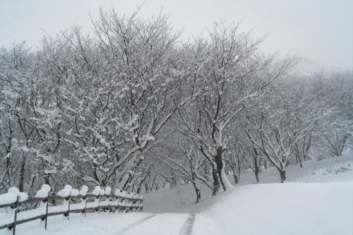 雪の日の平尾台