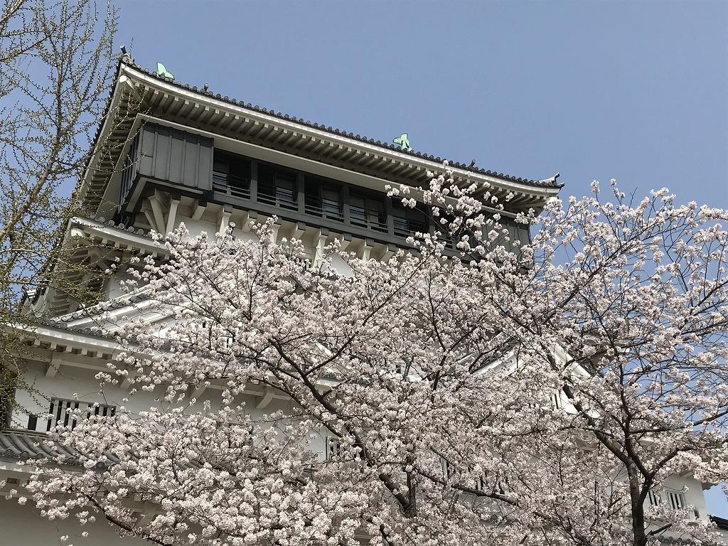 桜満開小倉城！